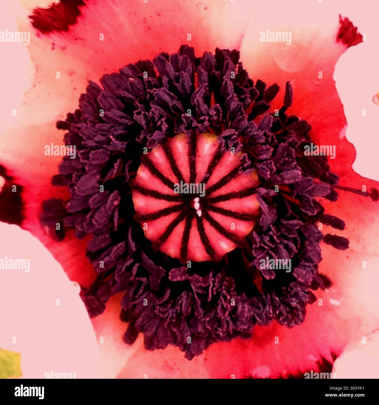 Poppy Flower - Smartphone Captured Stock Image