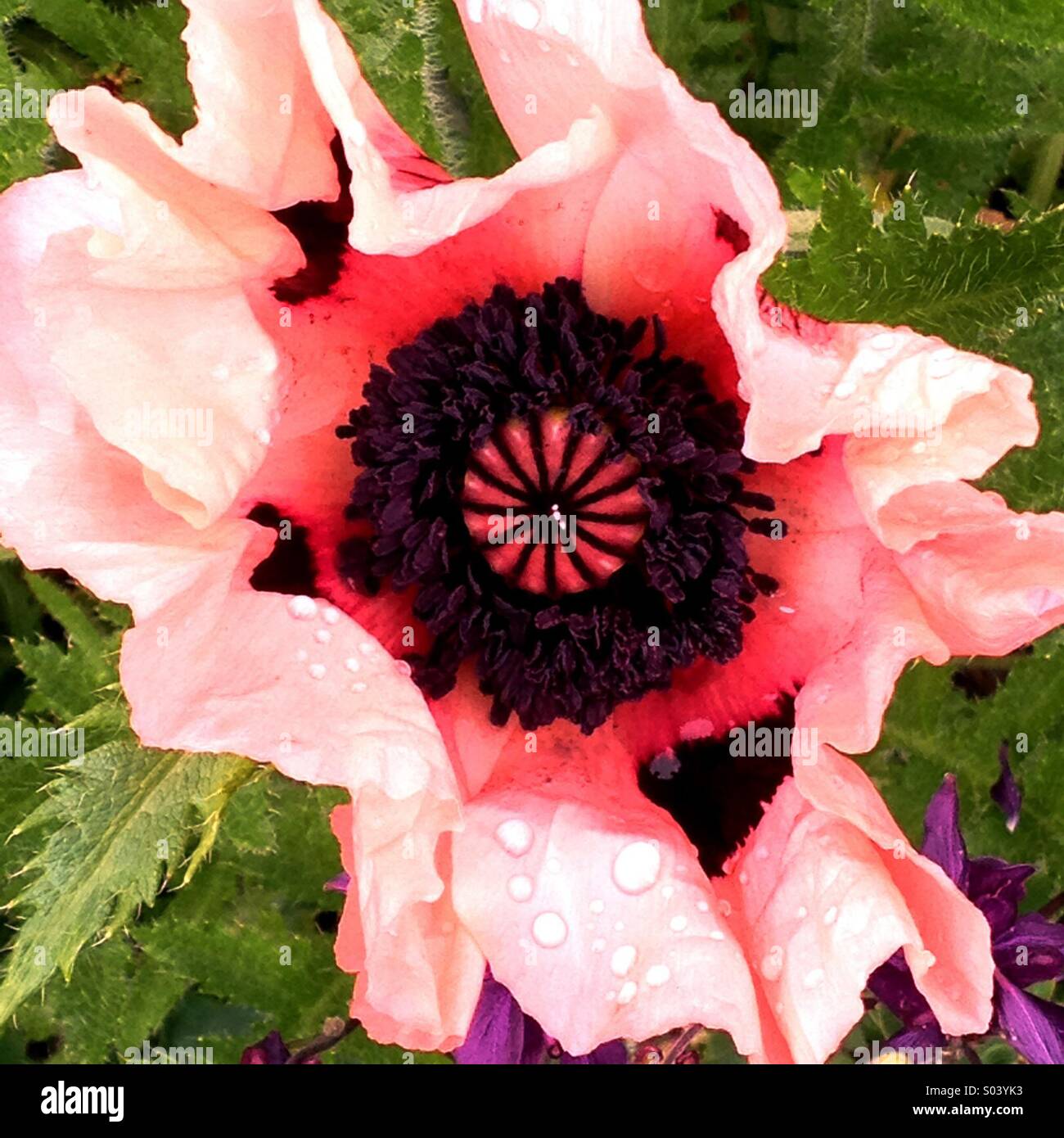 Poppy Flower - Smartphone Captured Stock Image
