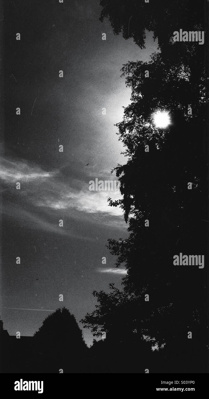 Sky and  tree silhouette against sun - Smartphone Captured Stock Image