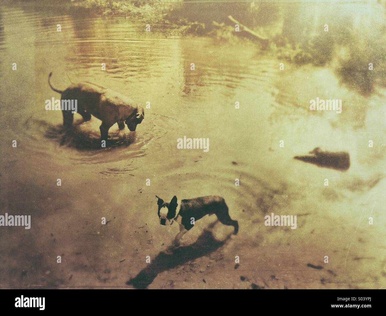 Two dogs in Park pond Stock Photo - Alamy