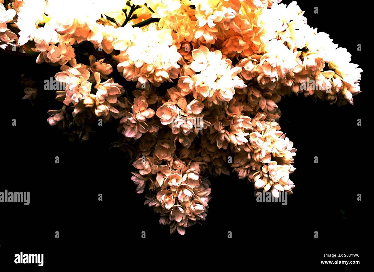 Lilac - Smartphone Captured Stock Image