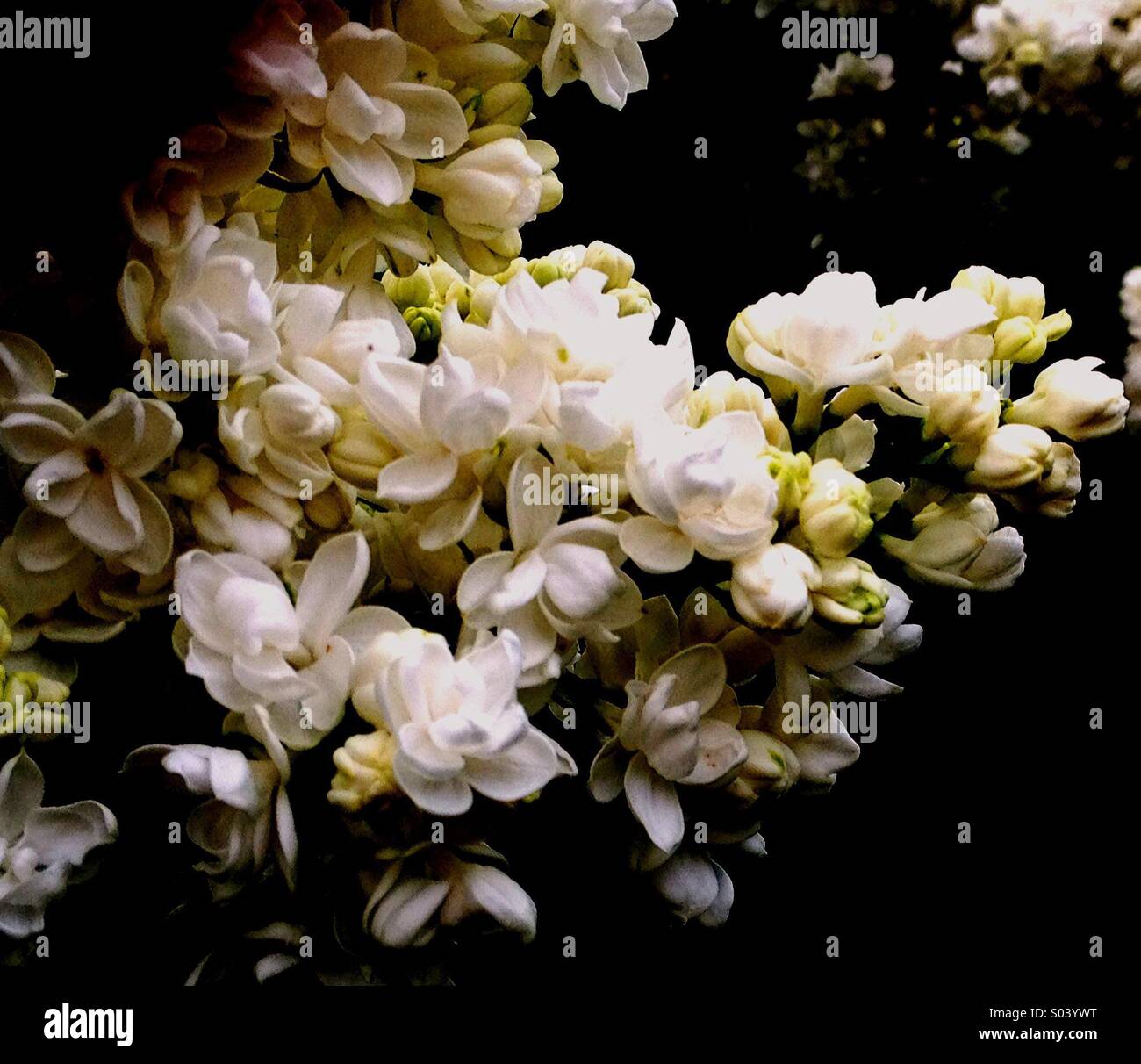 Lilac Tree - Smartphone Captured Stock Image