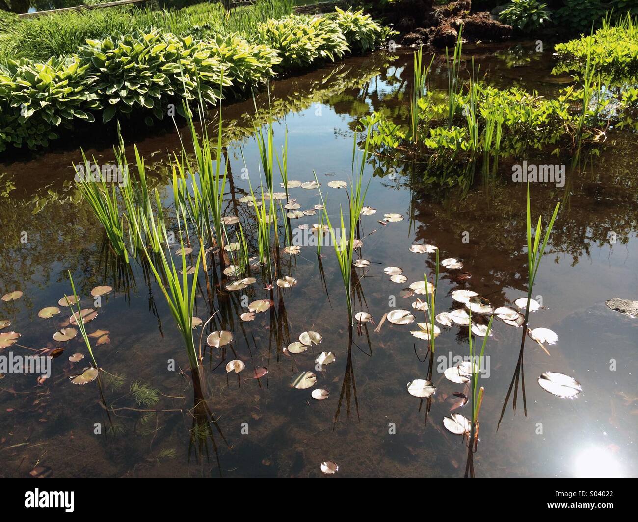 A Pond with Lily Pads and Reeds Stock Photo Alamy