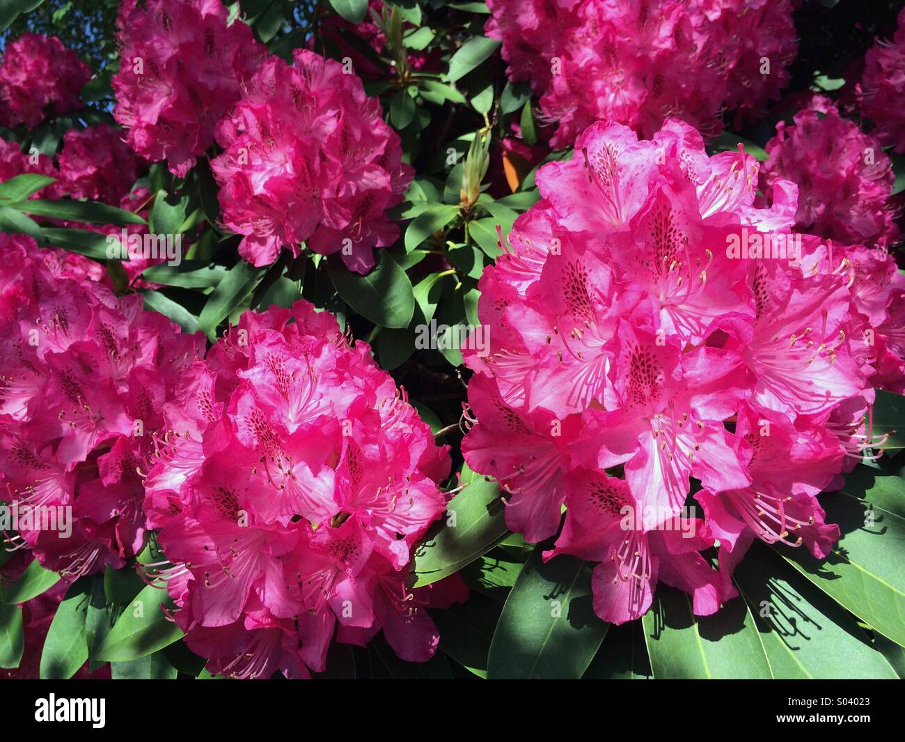 Red Rhododendron in Bloom Stock Photo