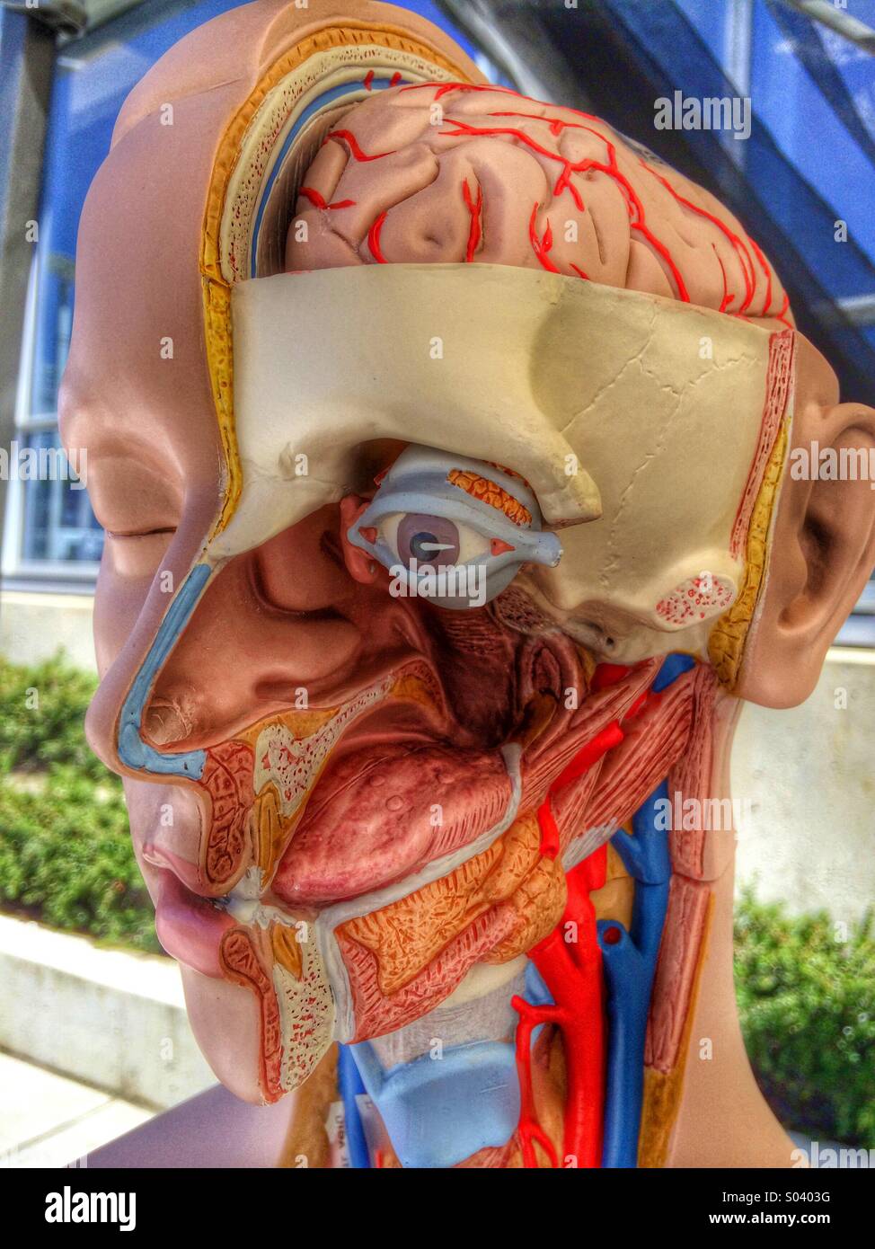 Facial Anatomy Model - Smartphone Captured Stock Image