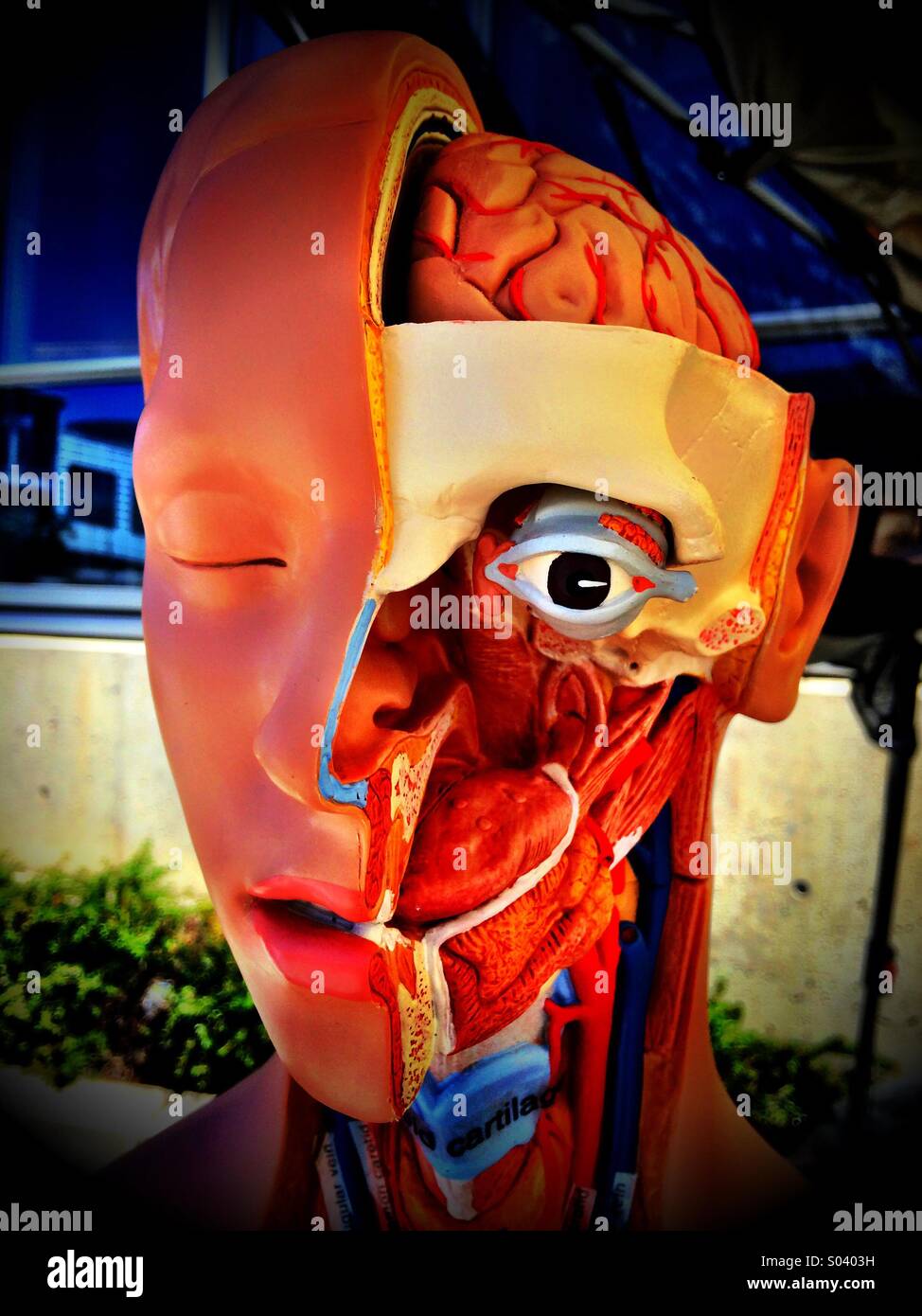 Facial Anatomy Model - Smartphone Captured Stock Image