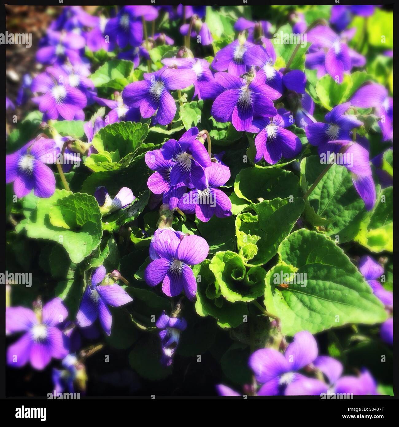 Violets - Smartphone Captured Stock Image