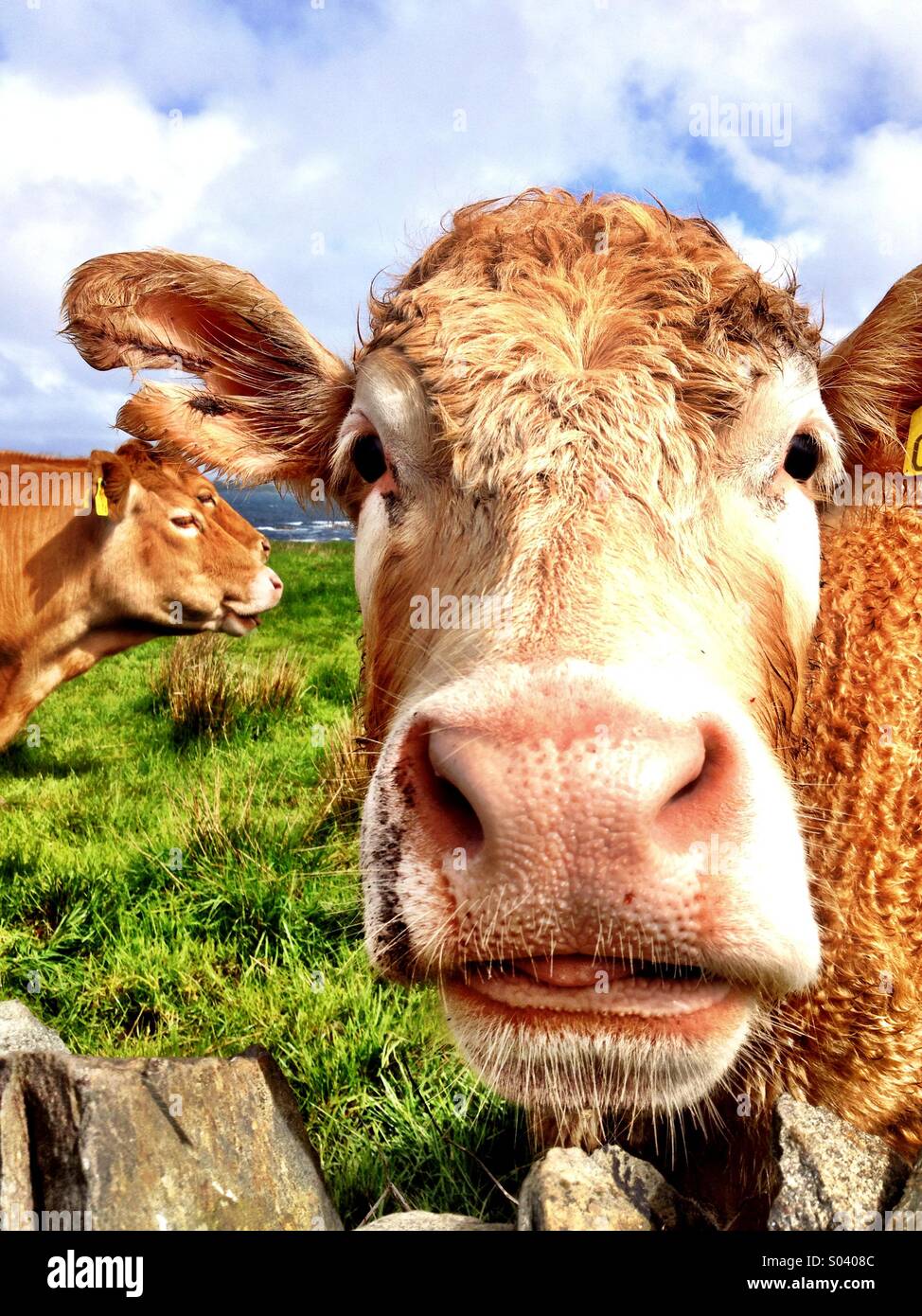 Need a shave? - Smartphone Captured Stock Image