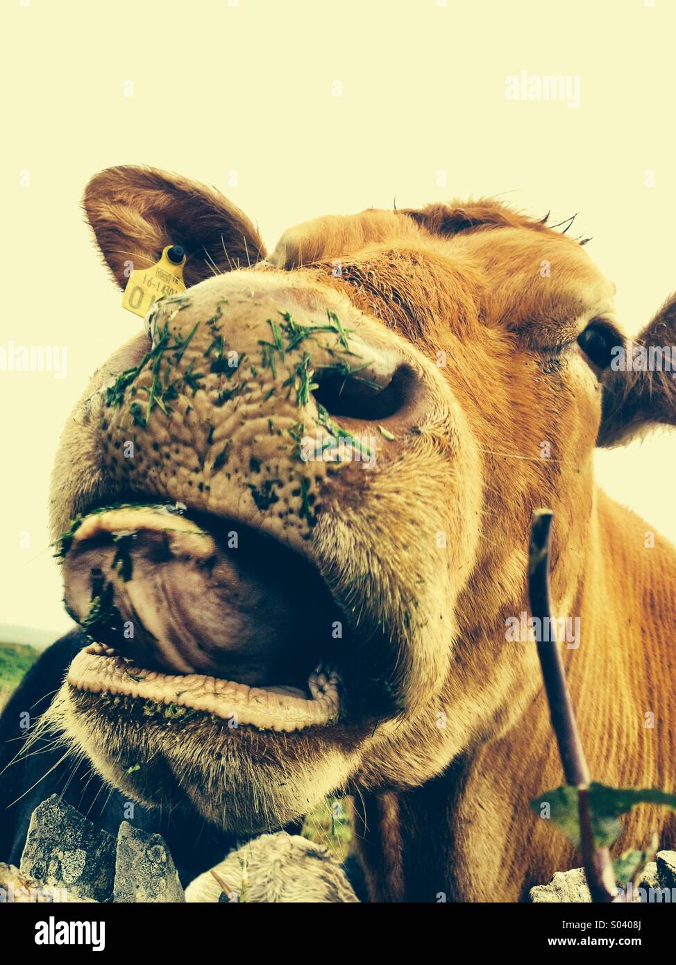 Hmmm tasty - Smartphone Captured Stock Image