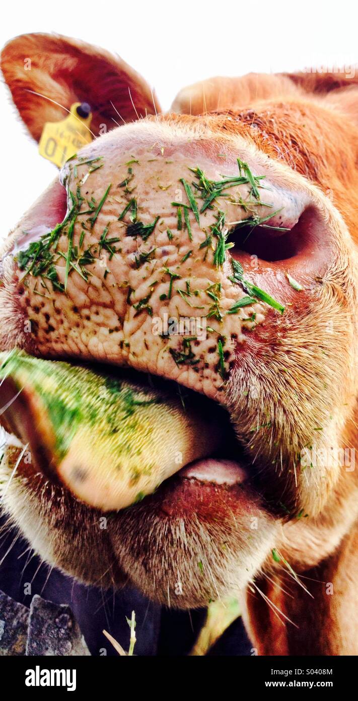 Gis a Kiss! - Smartphone Captured Stock Image