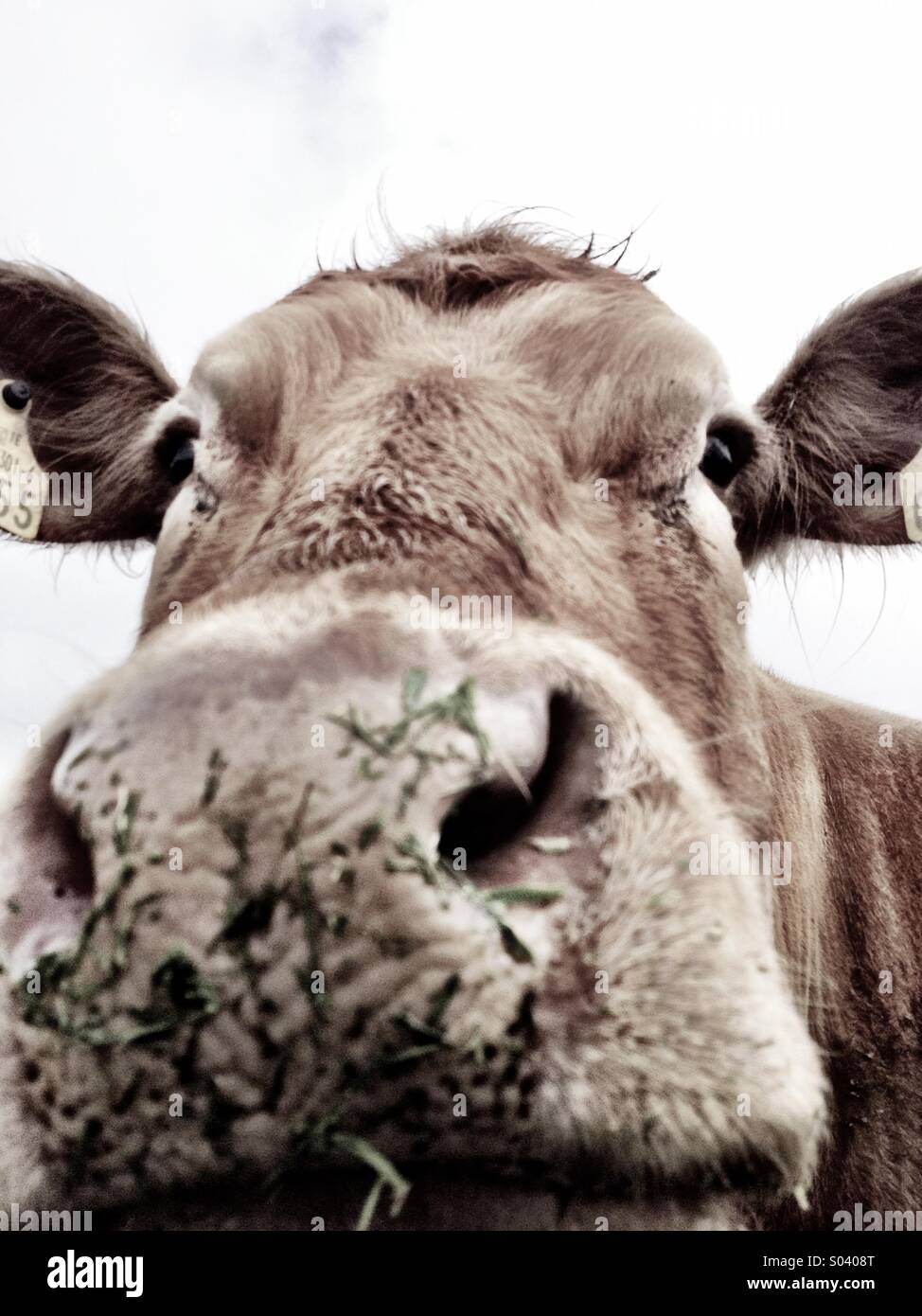 Headshot of cow - Smartphone Captured Stock Image