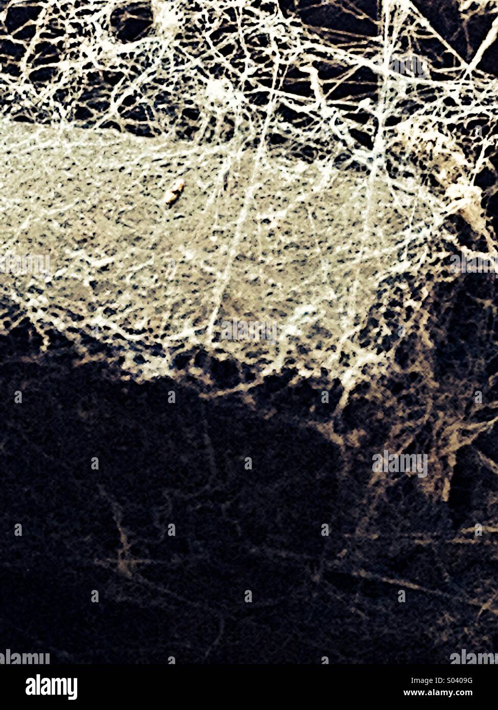 Web if lies - Smartphone Captured Stock Image