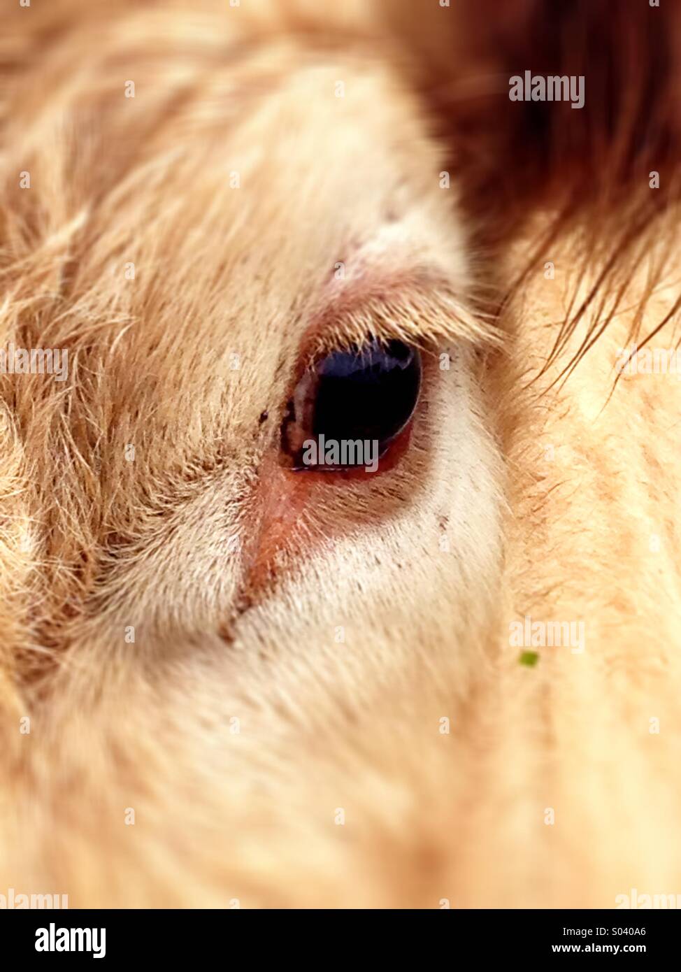 Eyelash cow Stock Photo