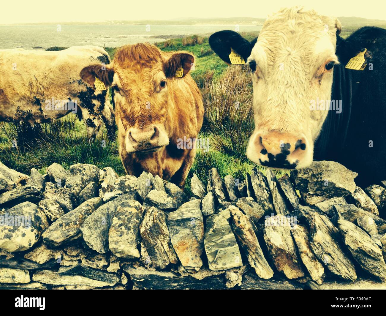 Here's lookin' at ya! - Smartphone Captured Stock Image