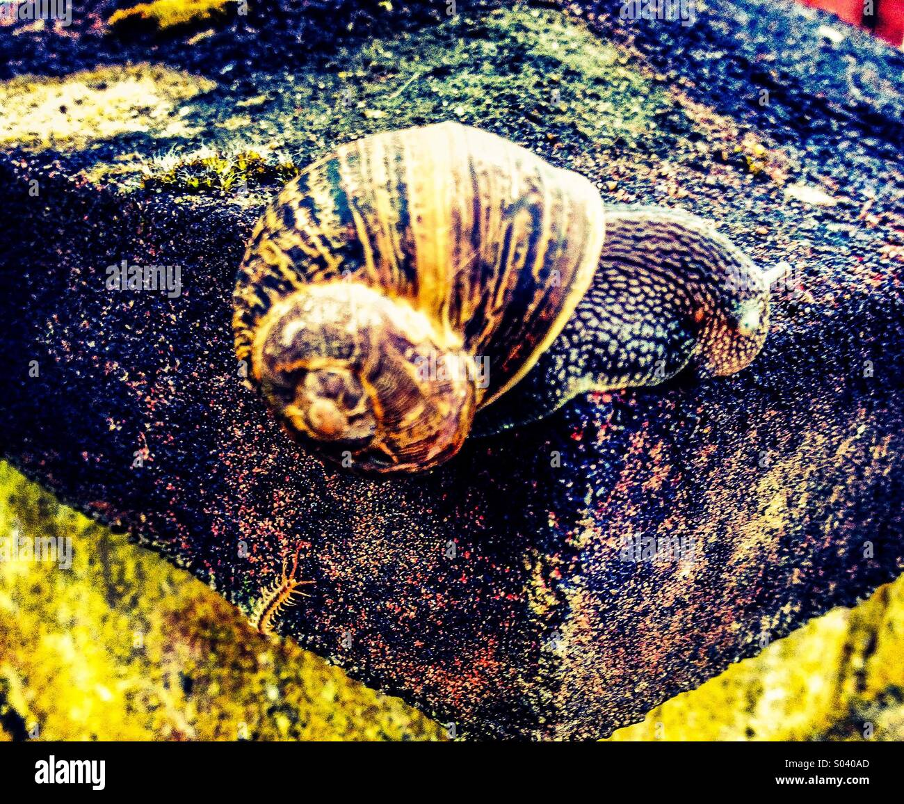 Centipede sneaking up on a cowering snail Stock Photo