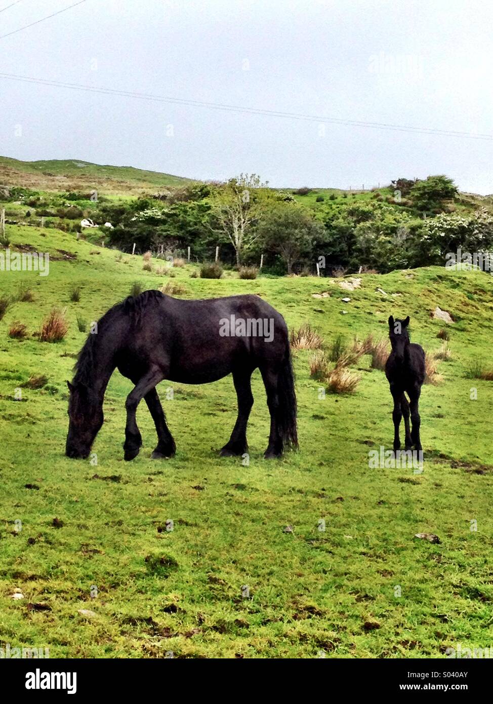 Horse and foal - Smartphone Captured Stock Image