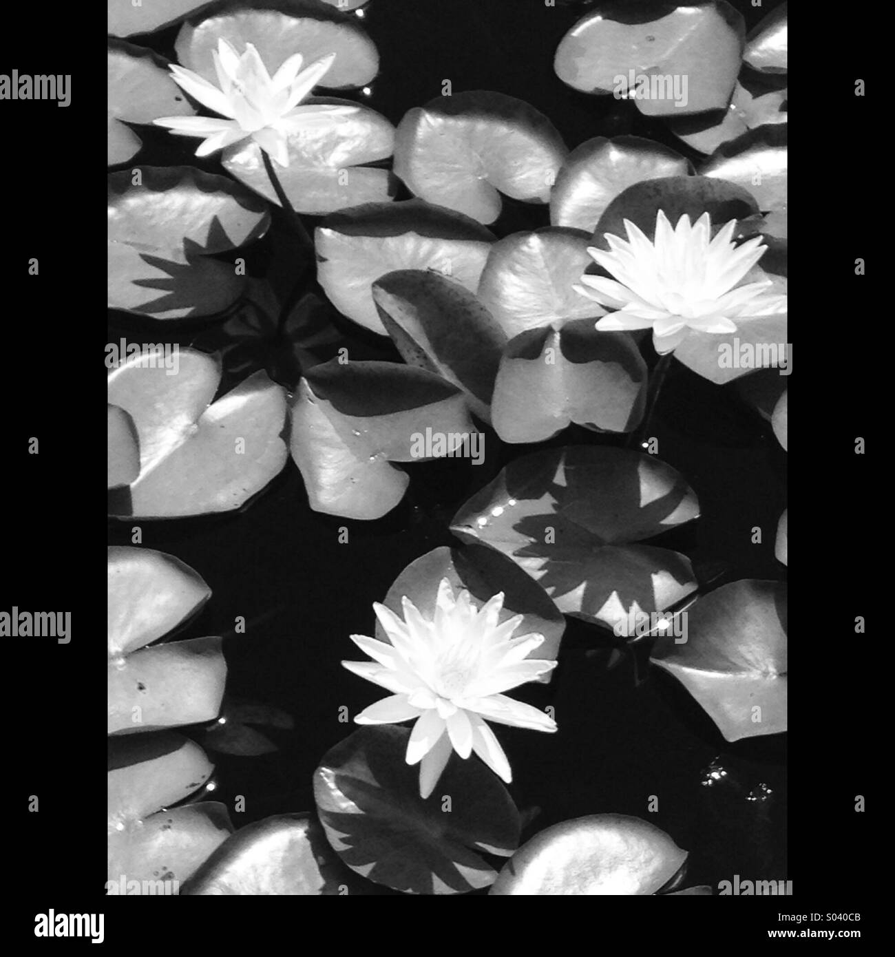 My Image 21