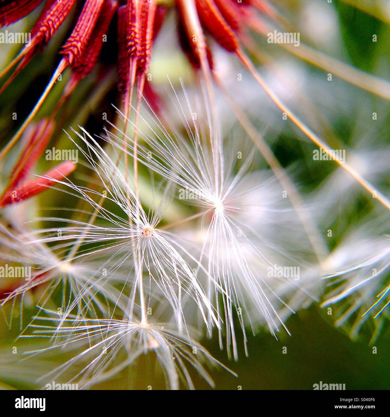 Dandelion seeds Stock Photo