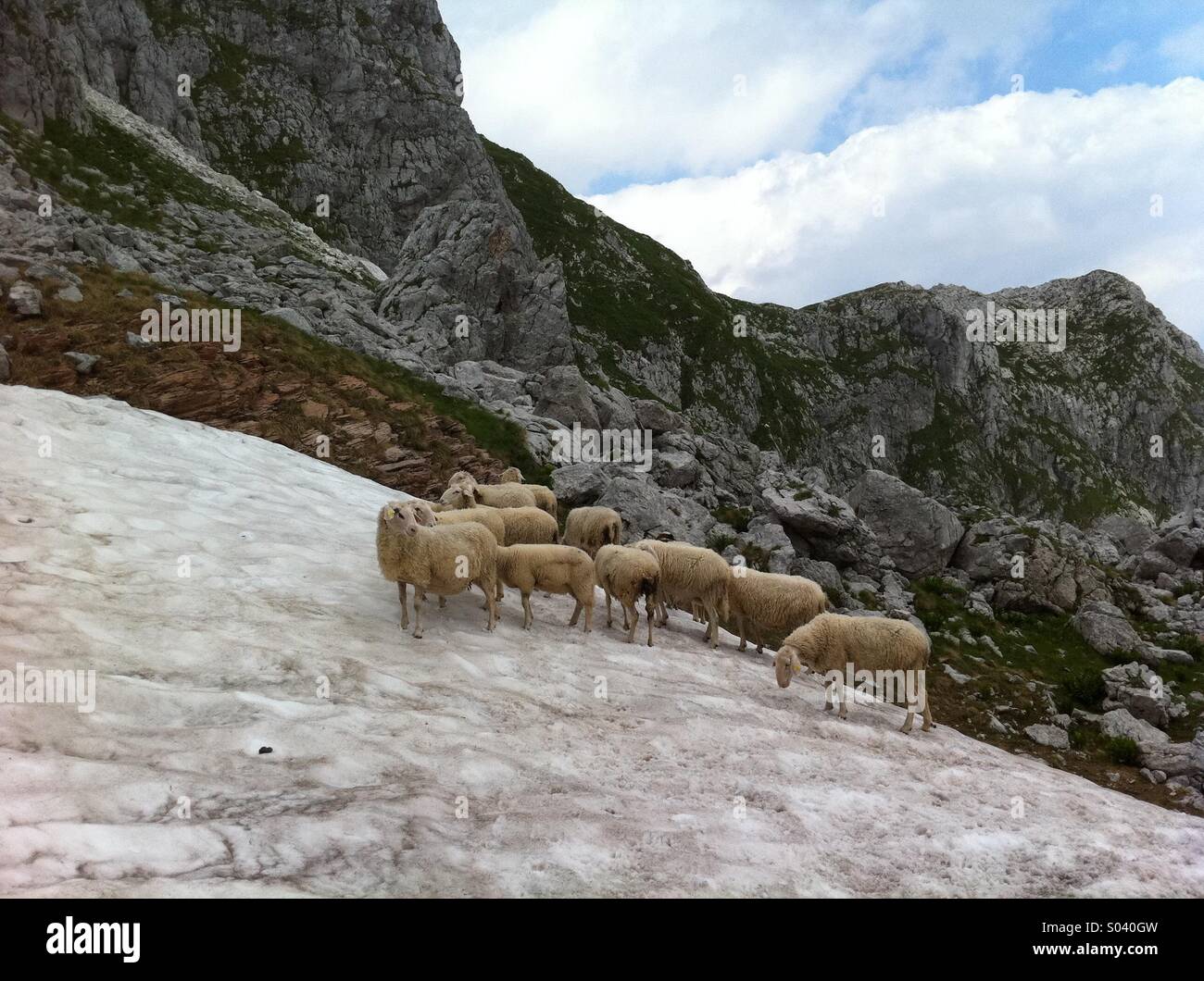 Sheep - Smartphone Captured Stock Image