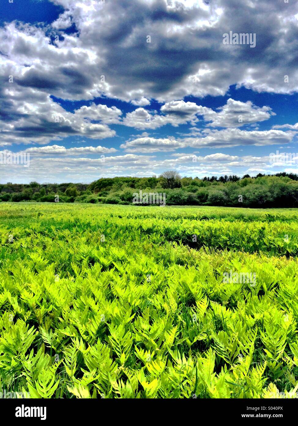 Field with ferns and dramatic clouds Stock Photo - Alamy