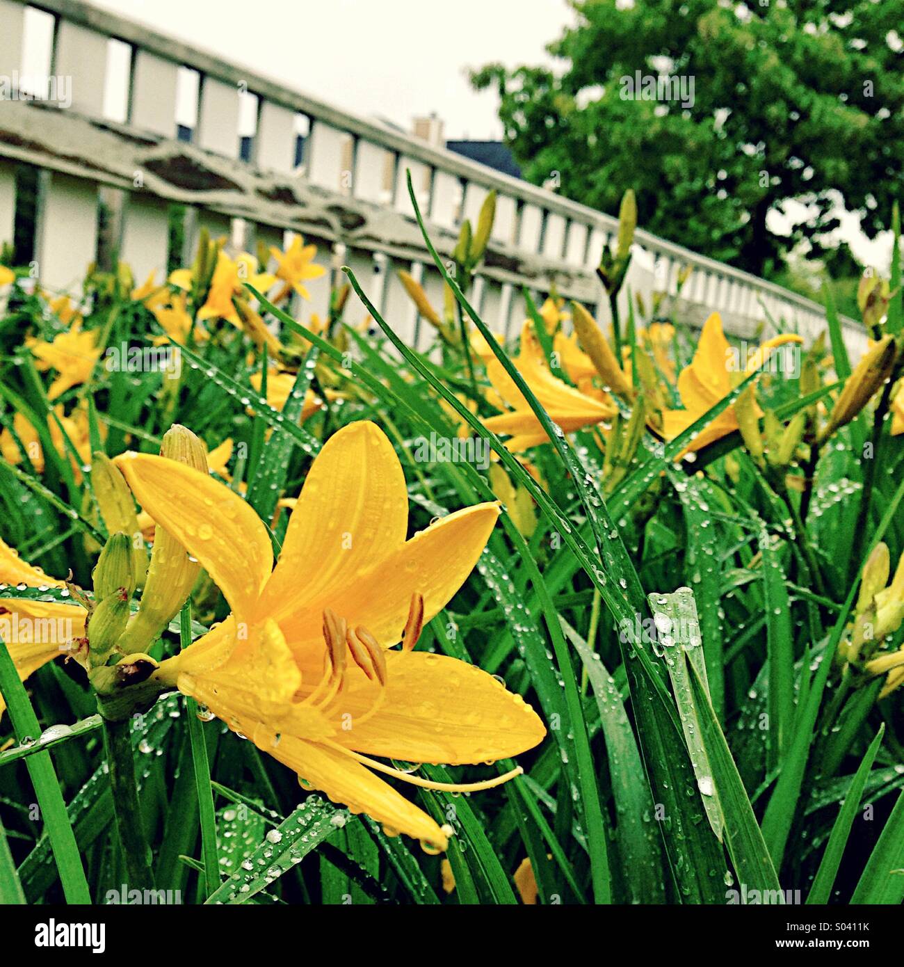 Yellow daylilies. Stock Photo