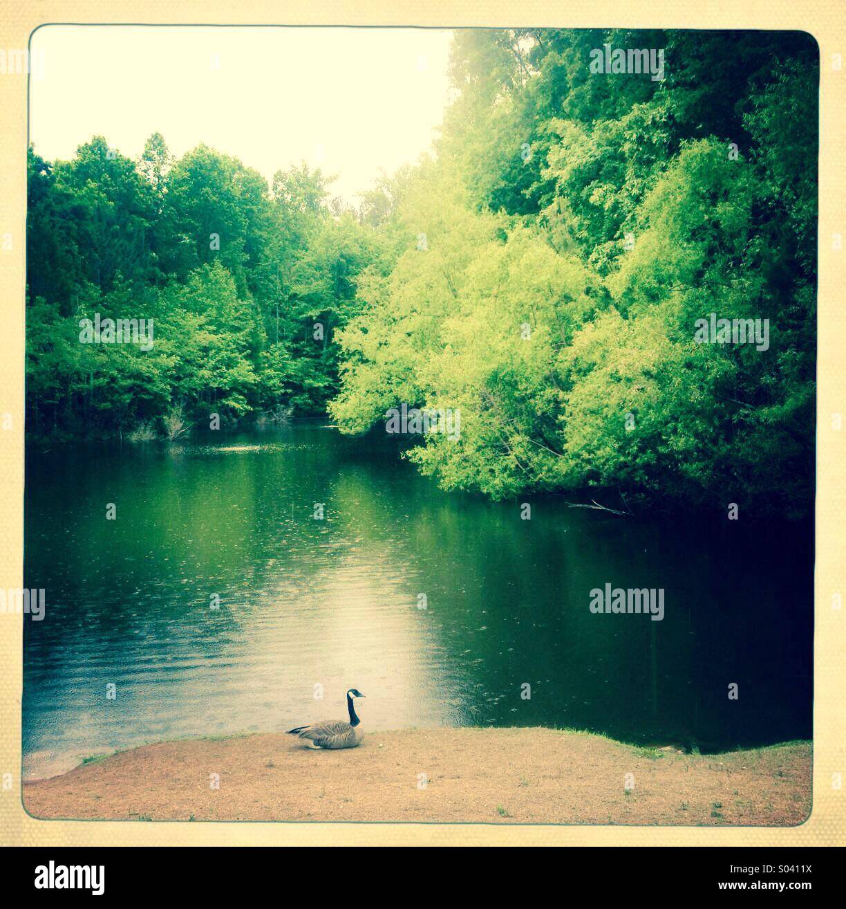 Pond in USA Stock Photo Alamy