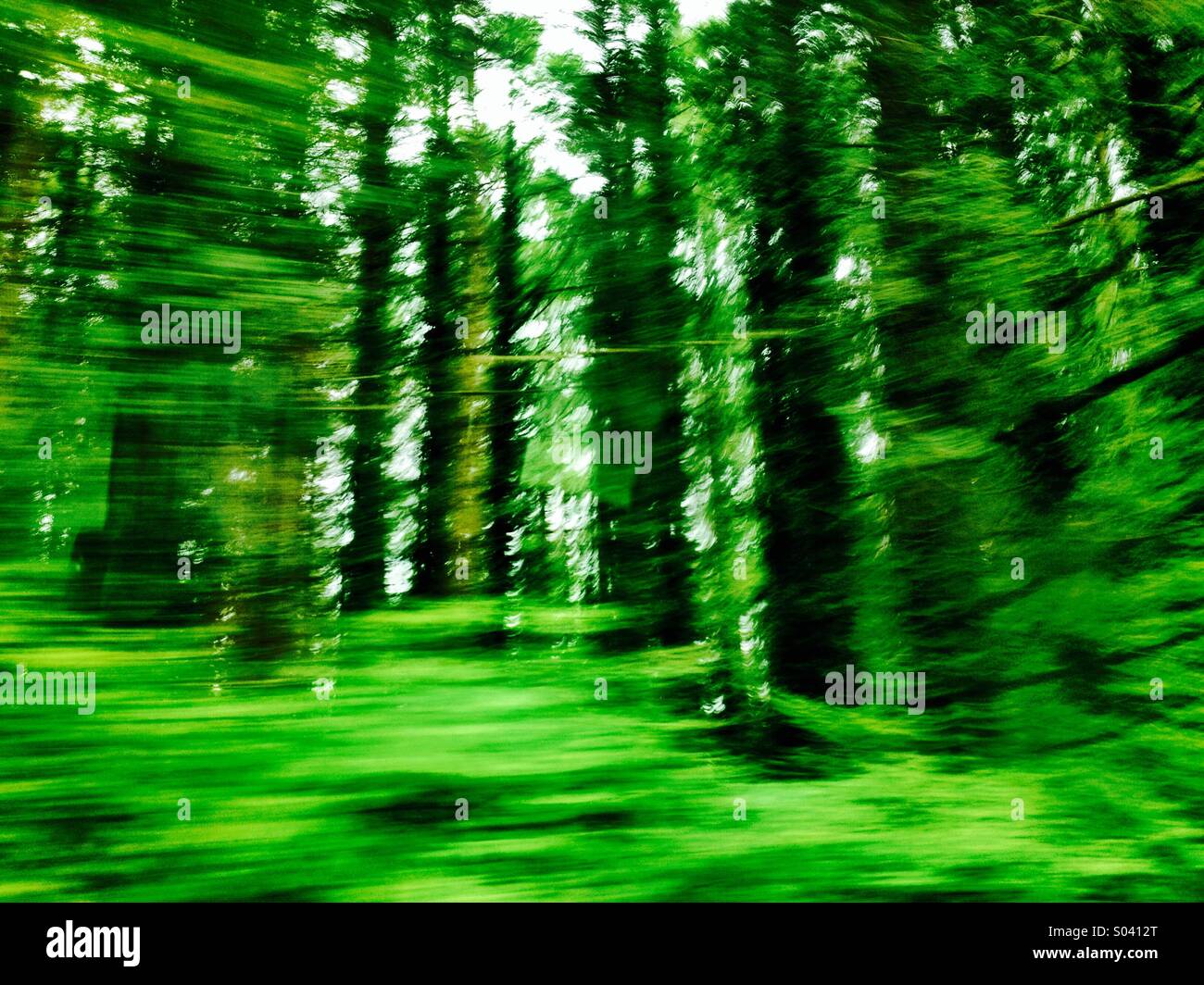 Trees on the move Stock Photo Alamy