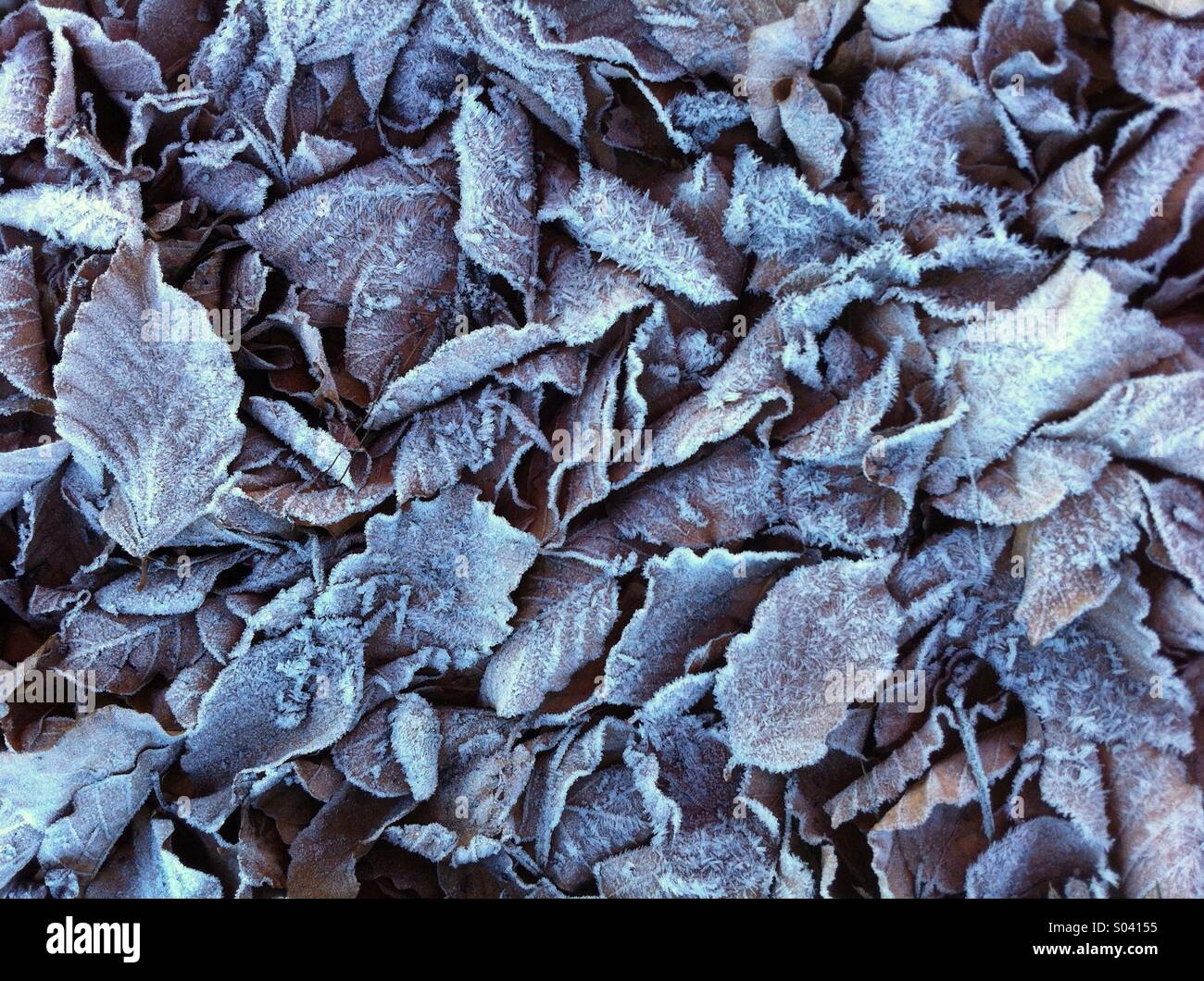 Autumn - Smartphone Captured Stock Image