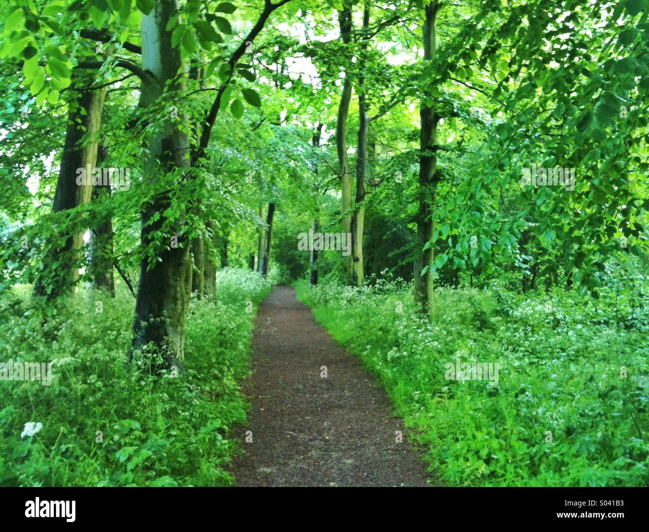 Path through wood or forest. - Smartphone Captured Stock Image