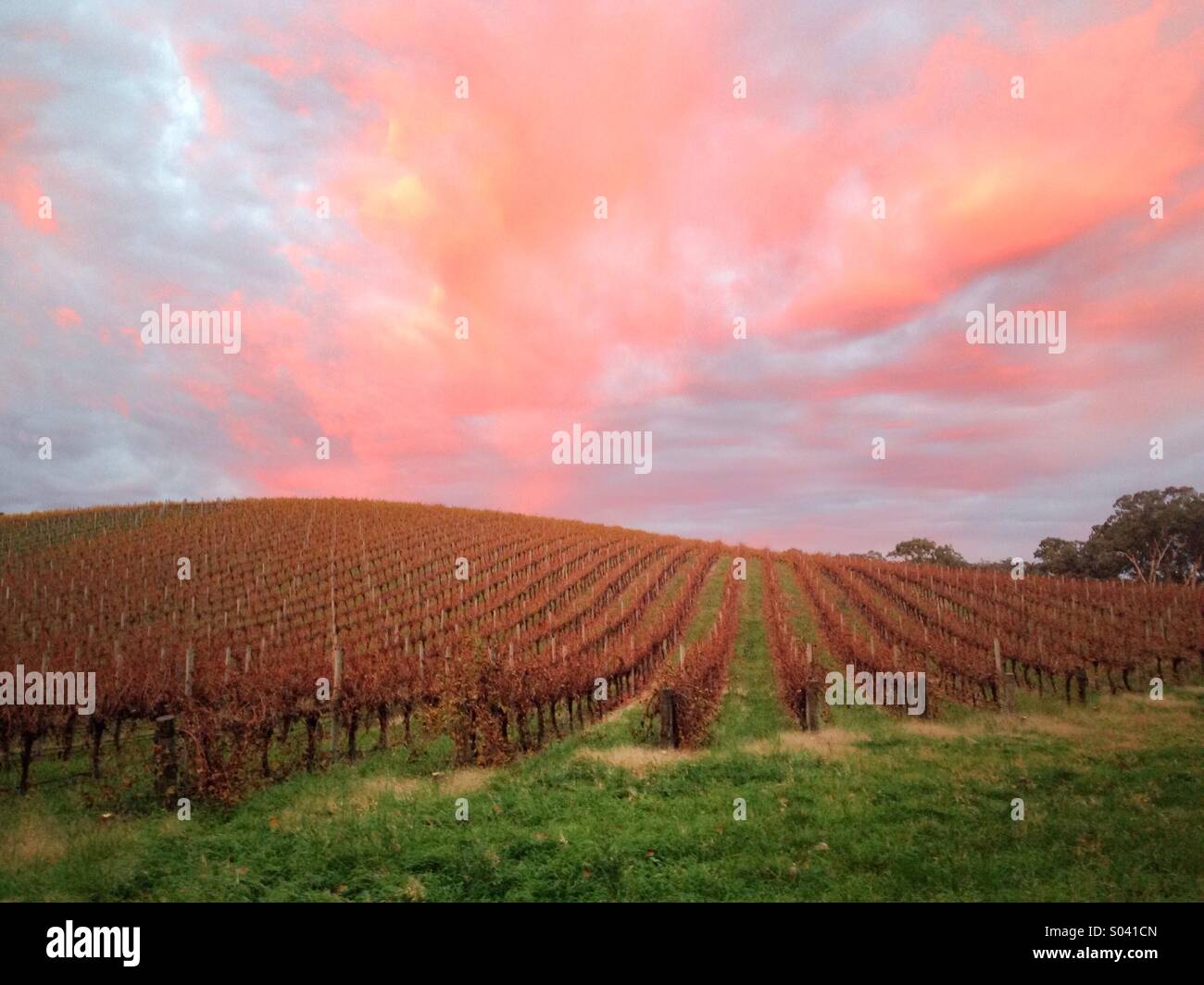 Vineyard Dawn Stock Photo