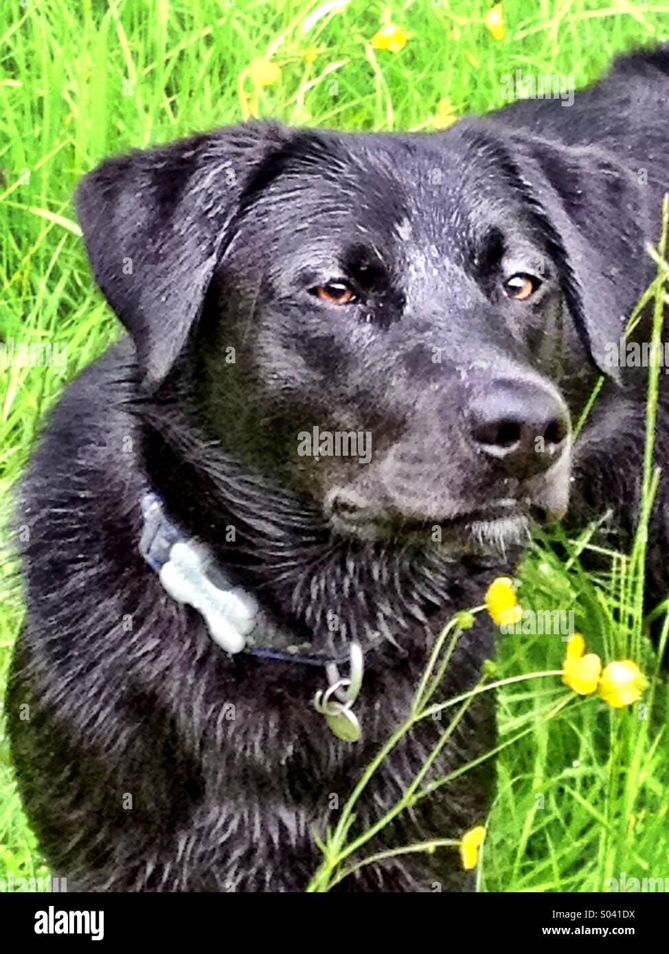 Alfie in the meadow - Smartphone Captured Stock Image