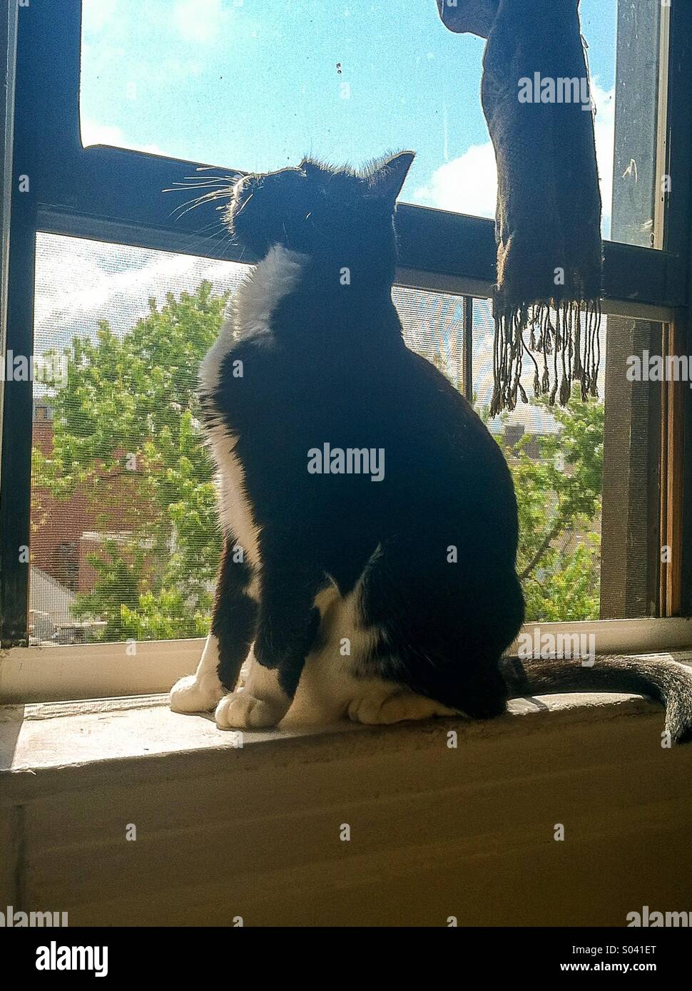 Cat at window - Smartphone Captured Stock Image