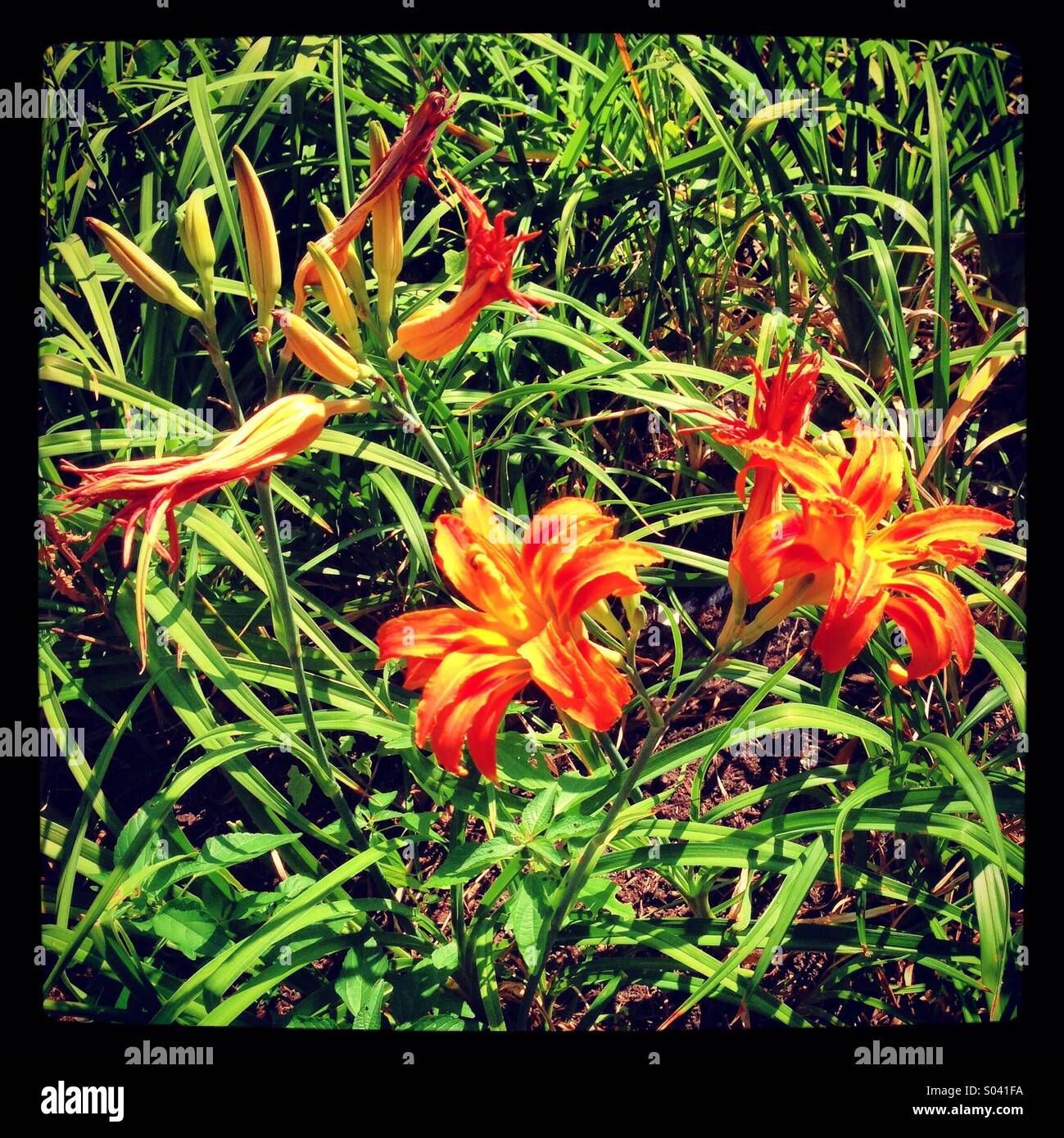 Lillies in the grass - Smartphone Captured Stock Image