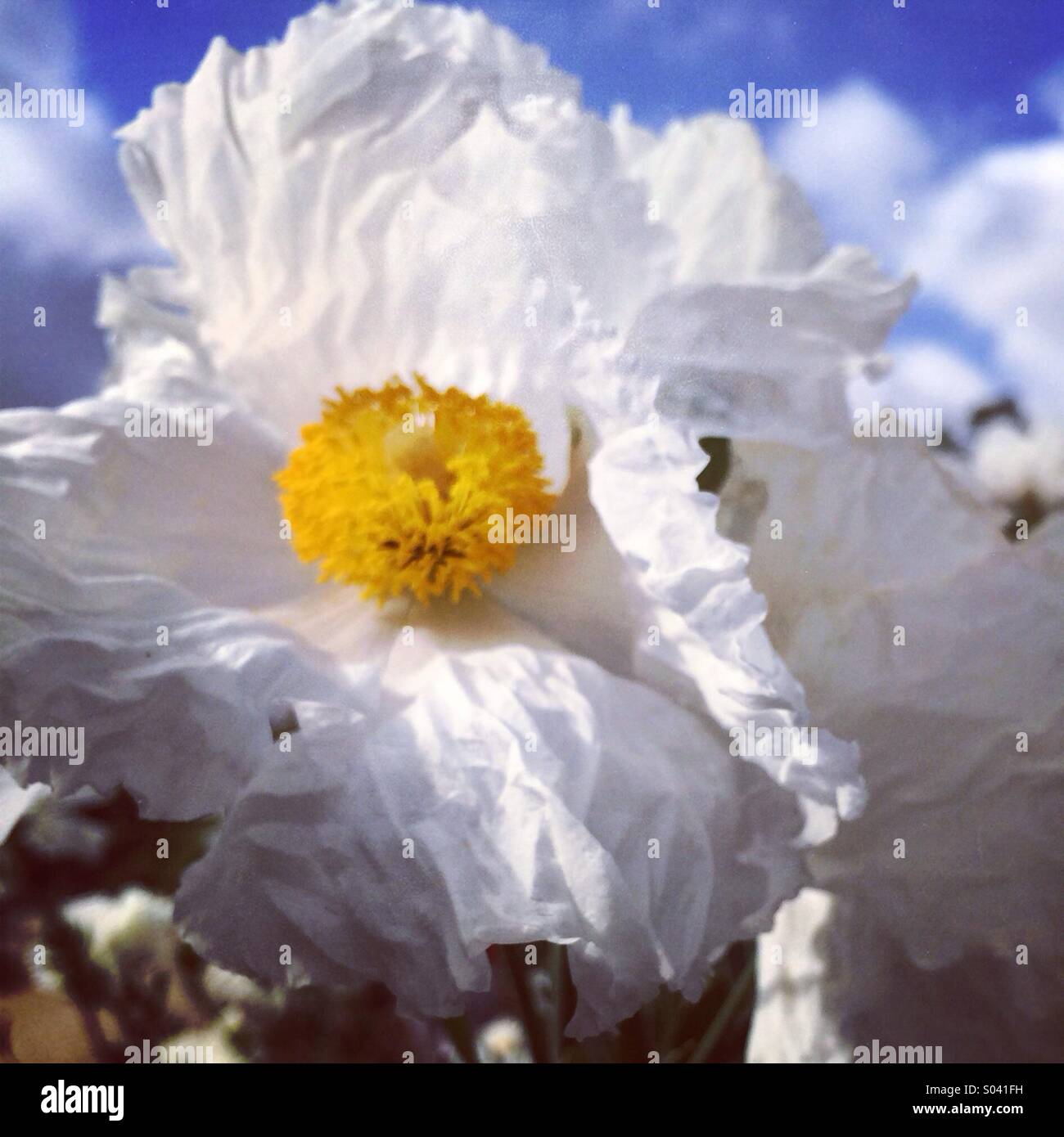 Matilija poppy - Smartphone Captured Stock Image