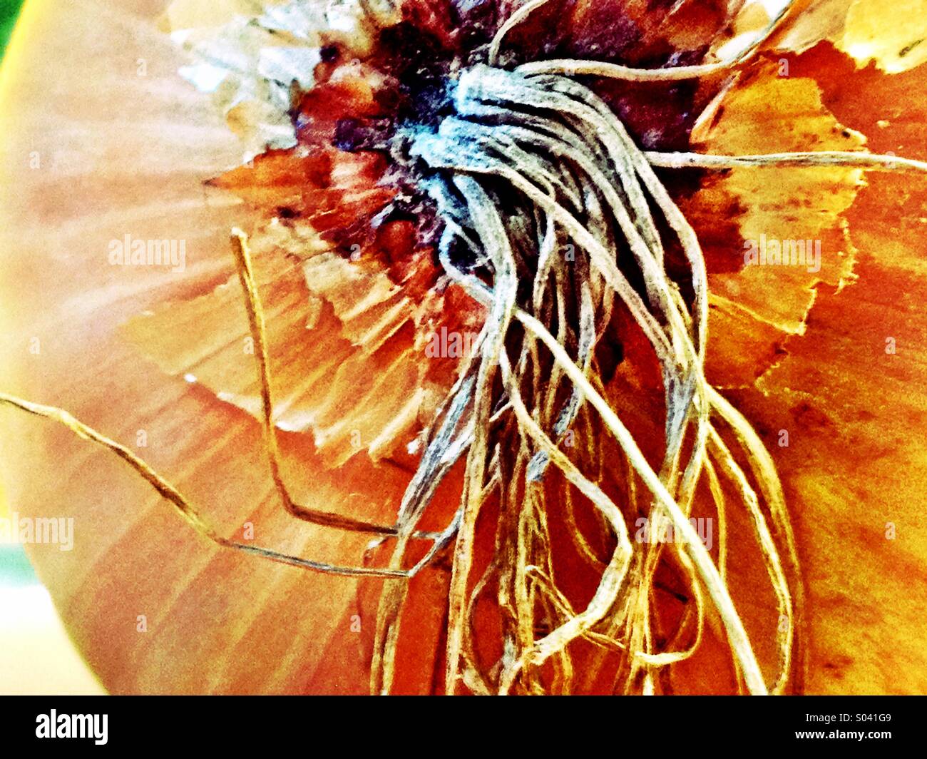 Onion root texture Stock Photo