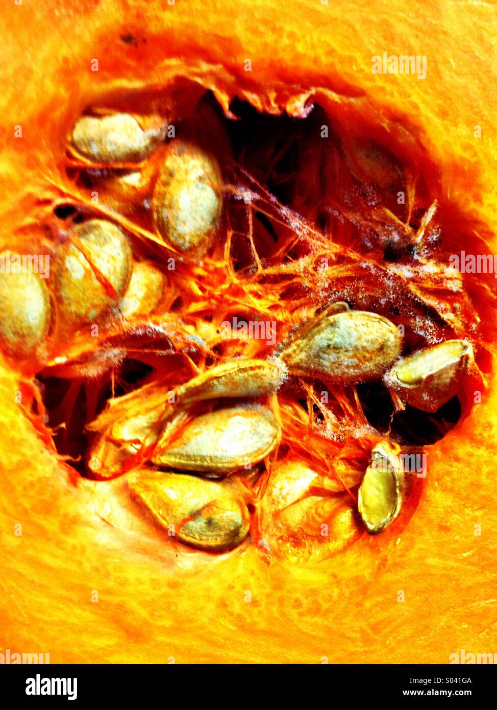 Squash core and seeds Stock Photo