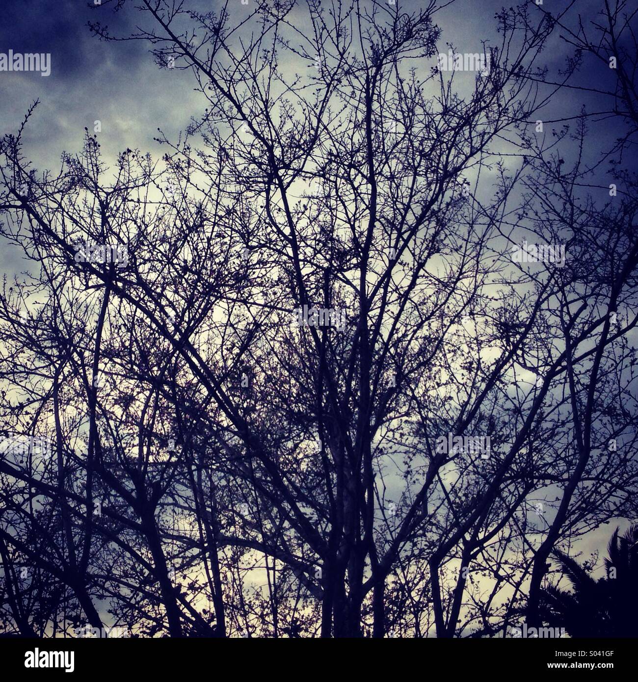 Winter tree and clouds - Smartphone Captured Stock Image
