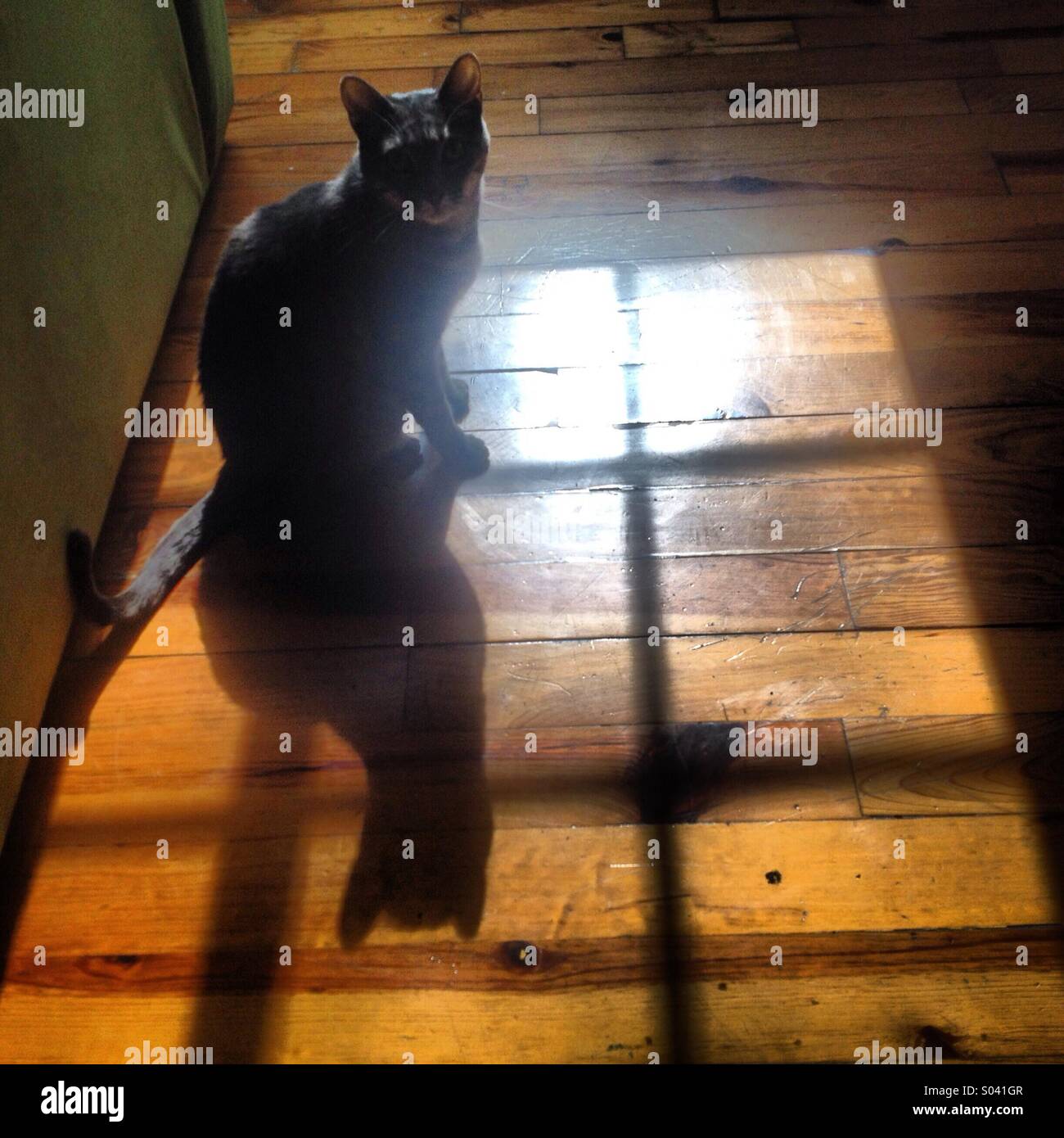 A female cat stands in front of a window in her home in Colonia Roma, Mexico City, Mexico Stock Photo