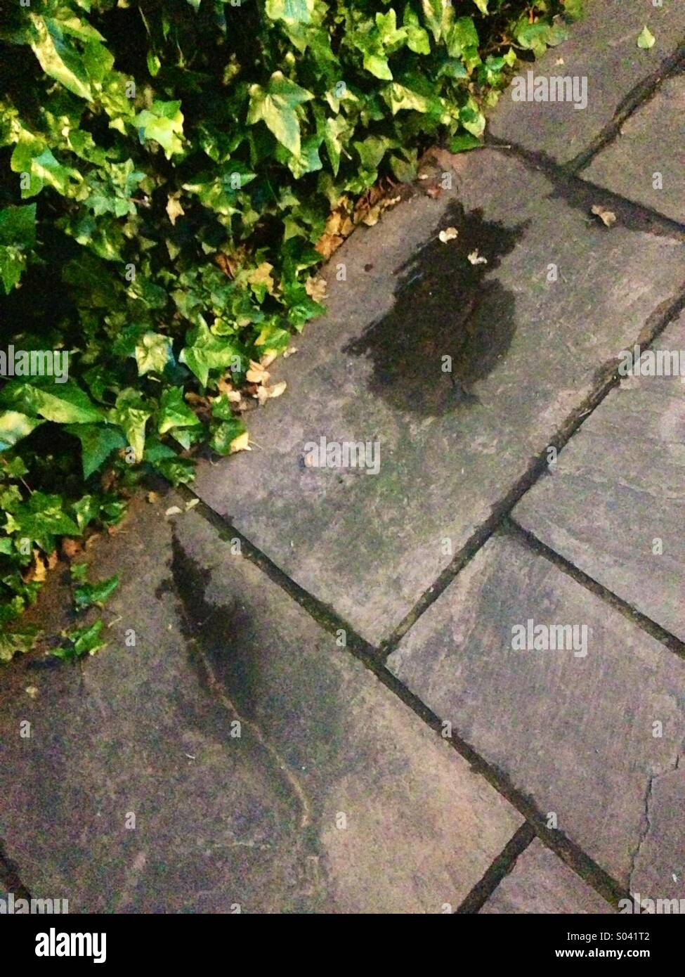 Cat and rat images left by drying rain puddles Stock Photo