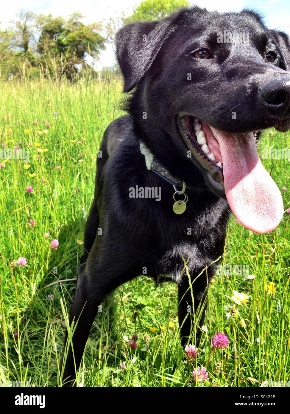 The tongue - Smartphone Captured Stock Image