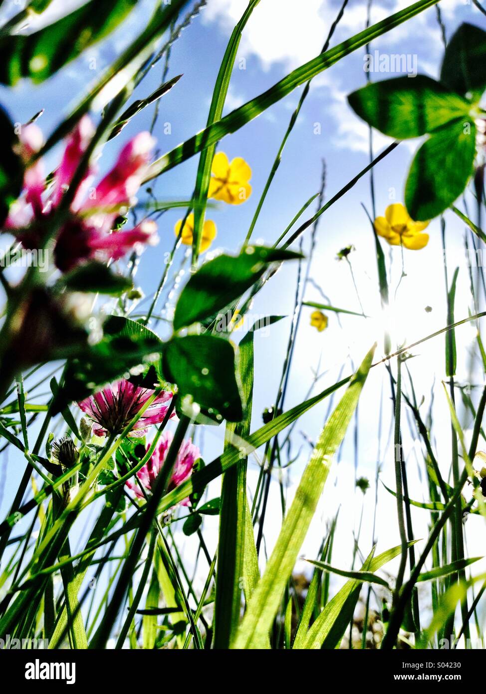 Wildflower wild flowers hi-res stock photography and images - Alamy