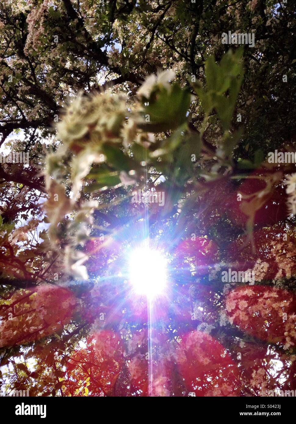 Sun light breaks through trees lighting up elderflower plants and trees Stock Photo