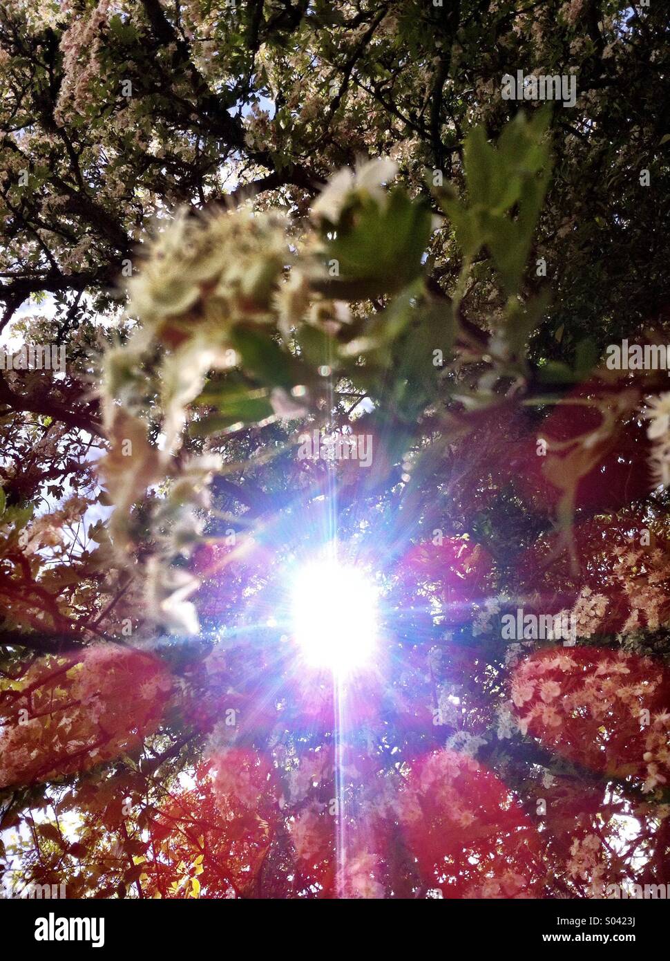 Sun light breaks through trees lighting up elderflower plants and trees - Smartphone Captured Stock Image