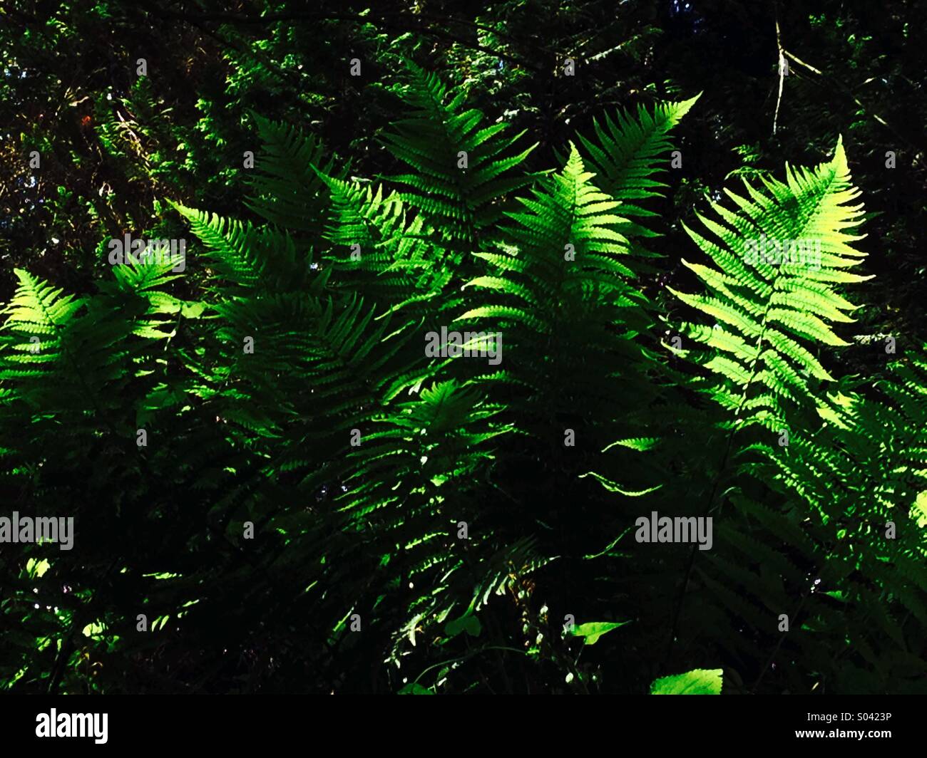 Backlit ferns Stock Photo