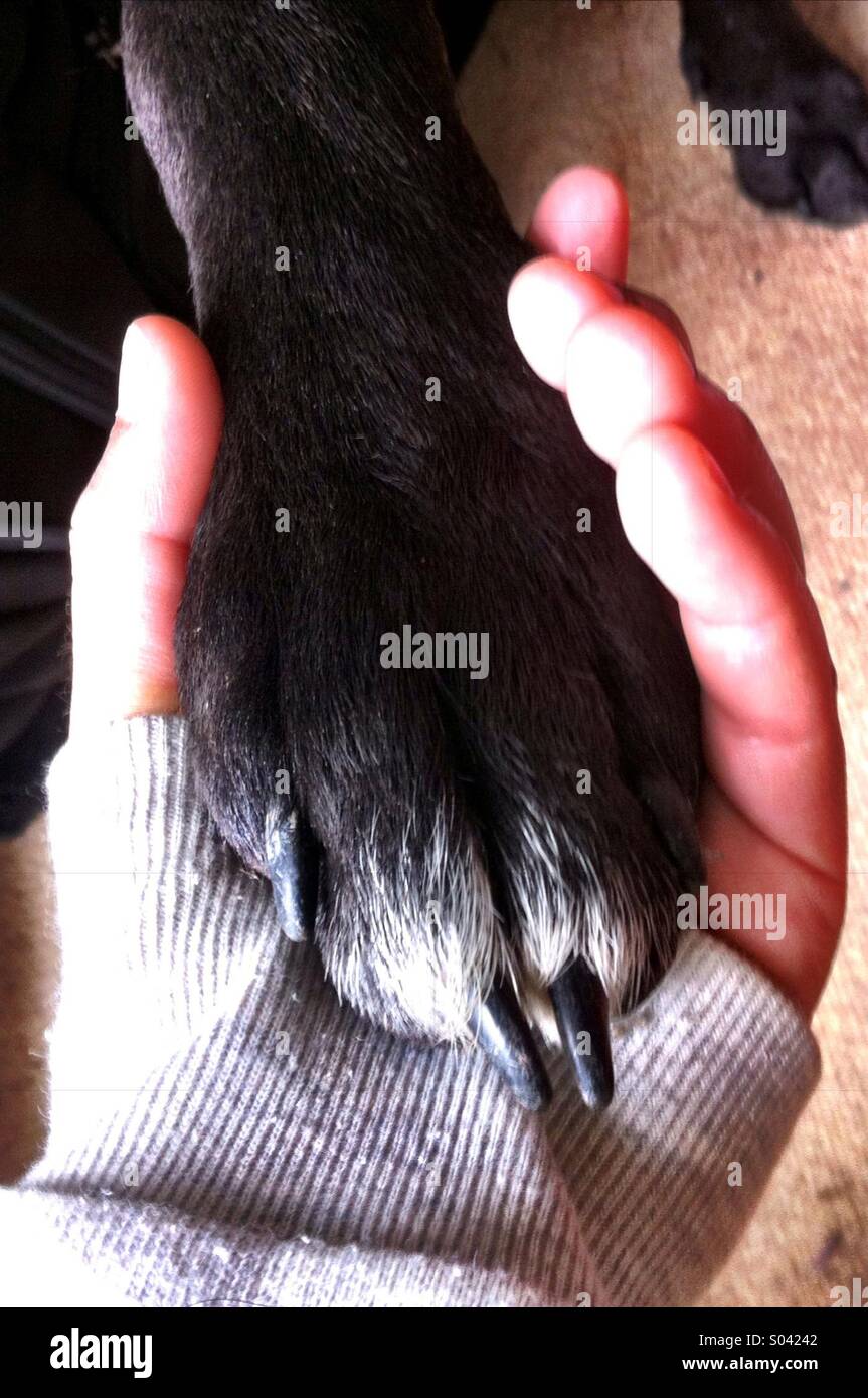 Human hand and paw hi-res stock photography and images - Alamy