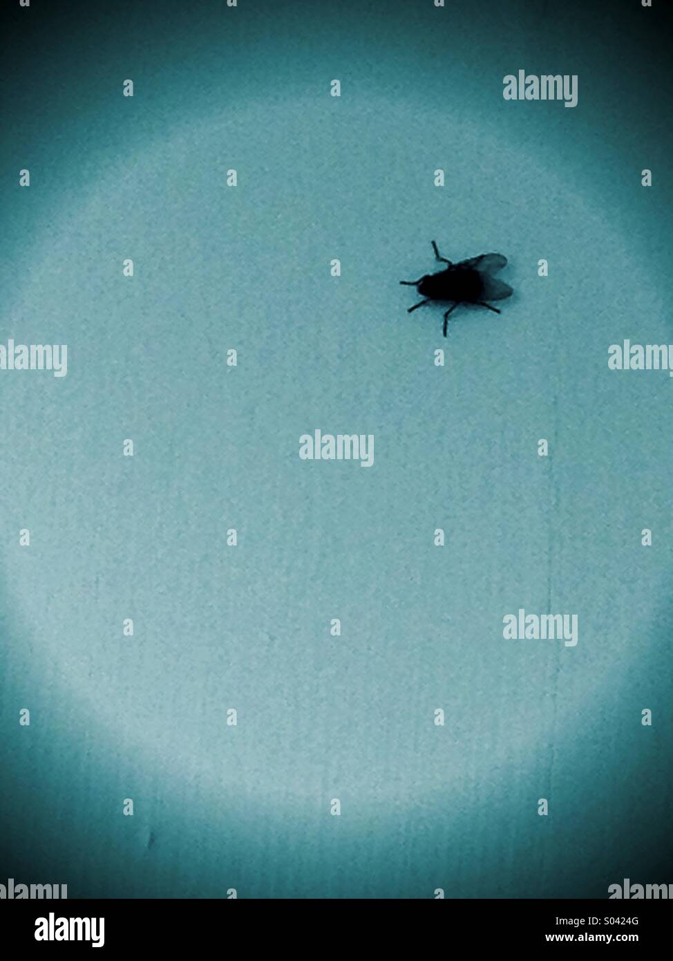 Fly on the wall - Smartphone Captured Stock Image