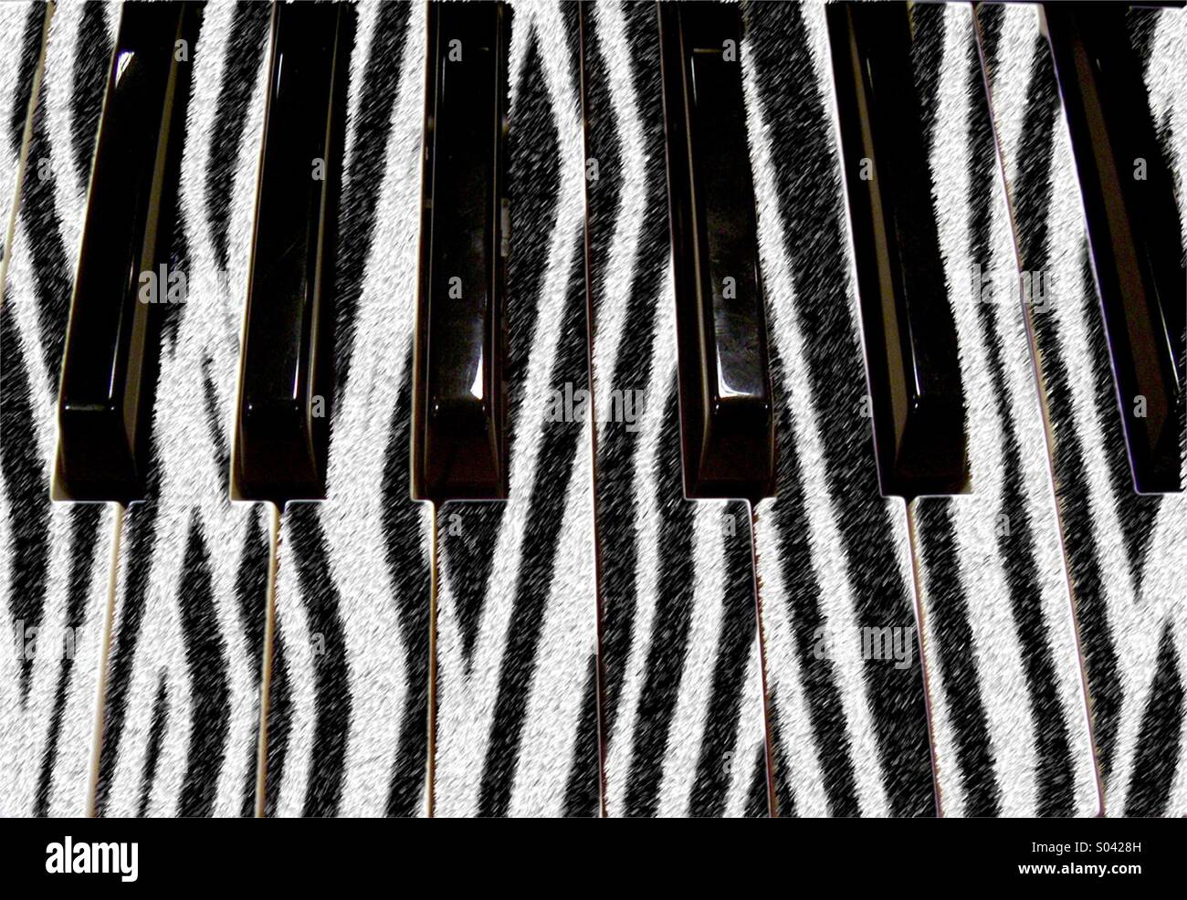 The zebra piano keys Stock Photo - Alamy