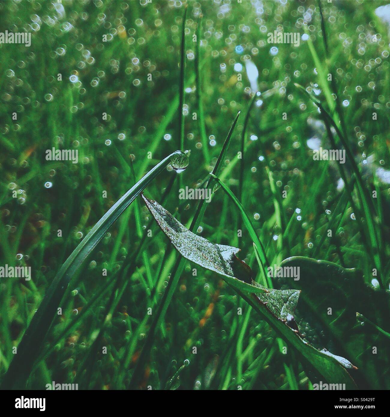 Morning dew on the lawn - Smartphone Captured Stock Image