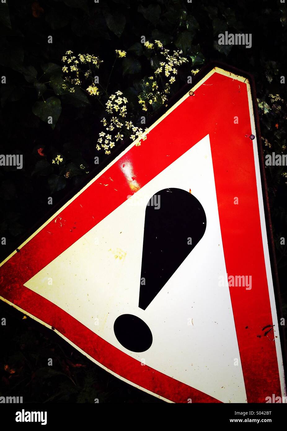 Warning road sign surrounded by hogweed - Smartphone Captured Stock Image