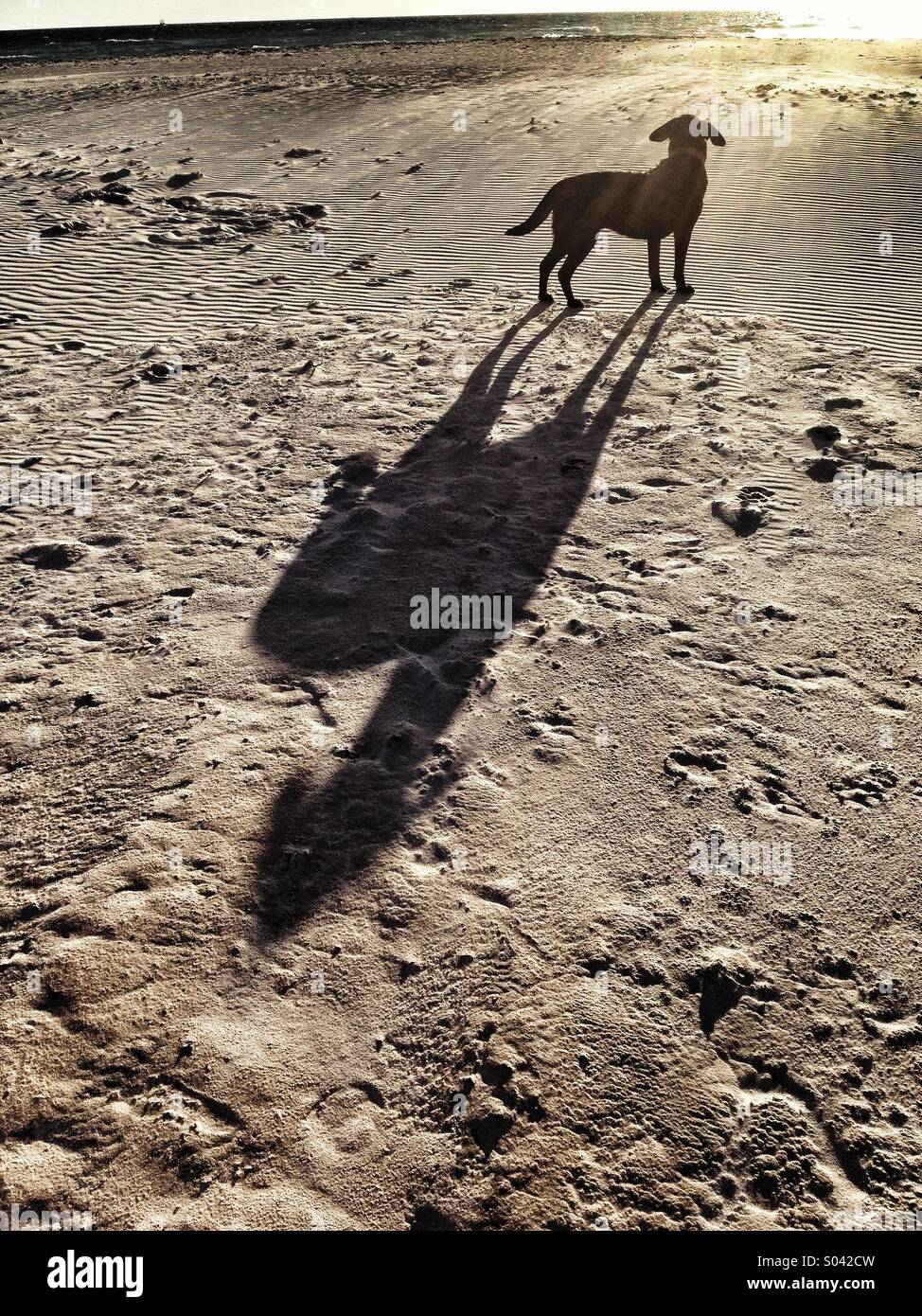 Dog shadow outdoors hi res stock photography and images Alamy